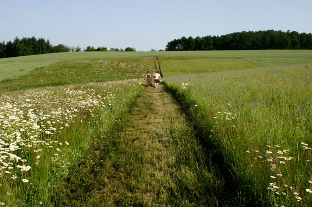 Vernand (Loire), projet sur une exploitation agricole, principe de bandes cultivées permettant de limiter l’érosion séparées par des chemins d’exploitation connectés aux chemins de randonnée.