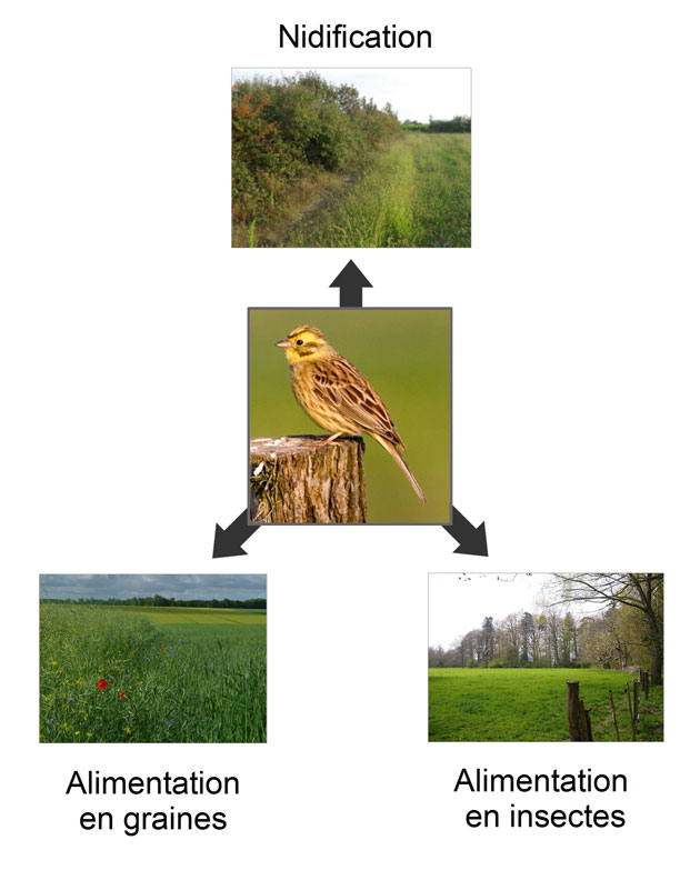Figure 2 – Mécanisme de complémentation. Pour effectuer sa nidification et trouver ses ressources alimentaires, le bruant jaune doit disposer de plusieurs habitats.