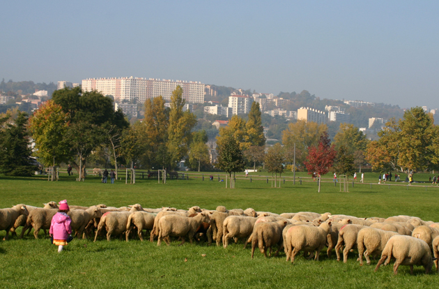 Parc de Gerland (Lyon), expérimentation en 2007 d’un berger urbain valorisant le Parc (en partenariat avec la Communauté Urbaine du Grand Lyon).