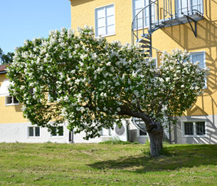 Des lilas à Stockholm