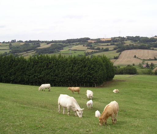 Viande avec ou sans herbe ?