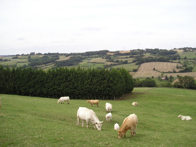 vaches paysage