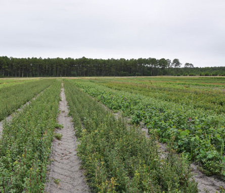 Végétal local