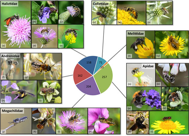 Infographie. Les abeilles, ouvrières agricoles infatigables et menacées