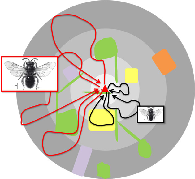 Wildlife World Ruche pour Abeilles Solitaires Interactive 