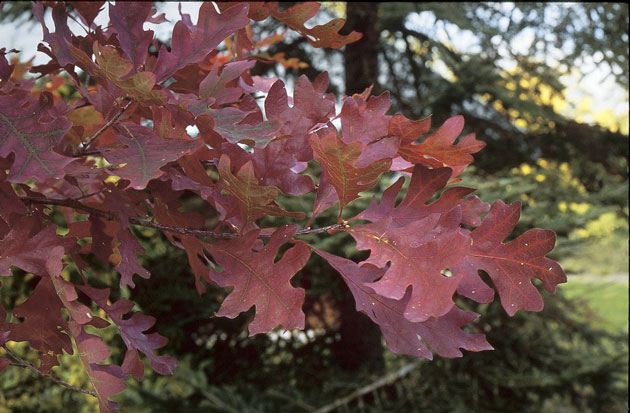 Quercus alba.  ©Michel Timacheff