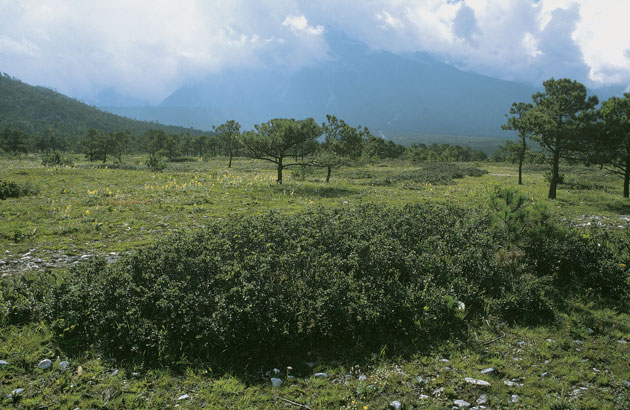 Quercus monimotricha. ©Eike Jablonski