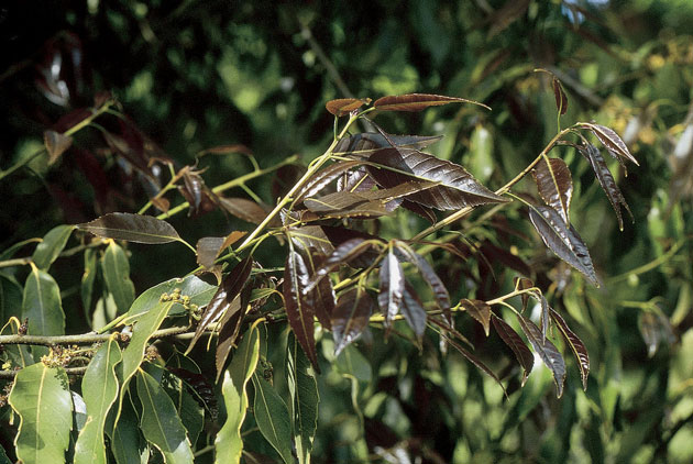 Quercus myrsinifolia. ©Thierry Lamant