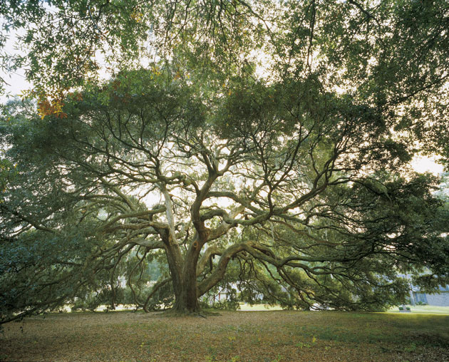 Quercus virginiana. ©Michel Timacheff