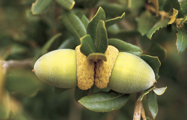 Quercus chrysolepis. ©Michel Timacheff