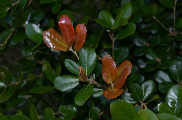 Quercus phillyroides. ©Thierry Lamant