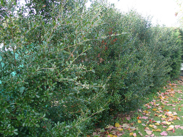 Quercus phillyroides. ©Thierry Lamant