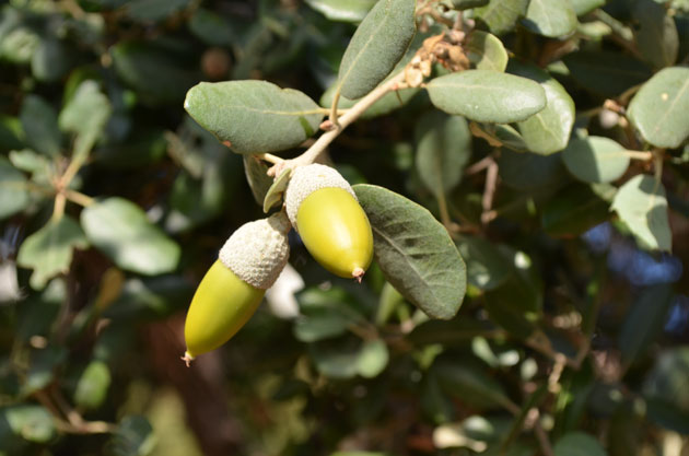 Quercus rotundifolia. ©Michel Timacheff