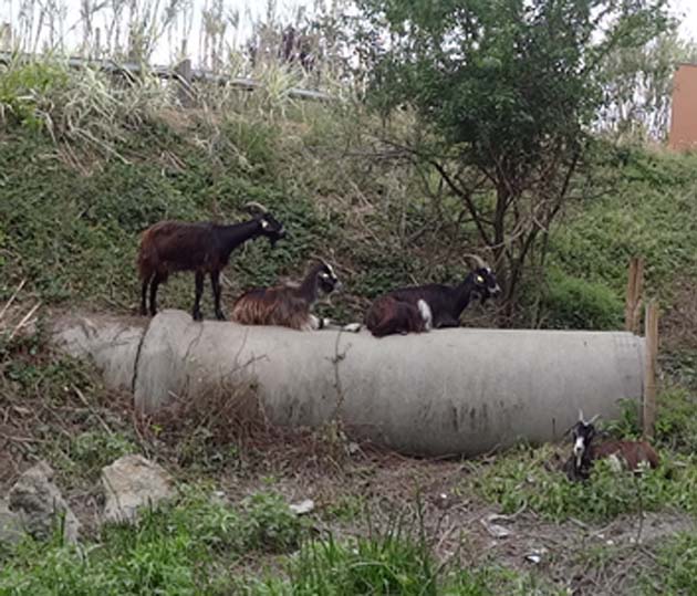 Des troupeaux dans la ville