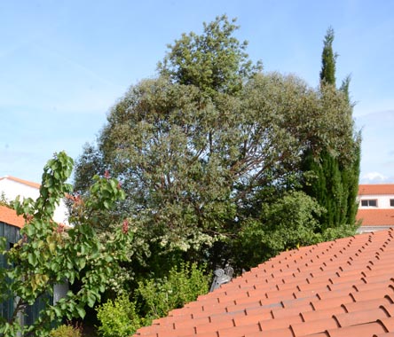 Le jardin de ma mère