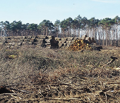 Oiseaux et paysages forestiers