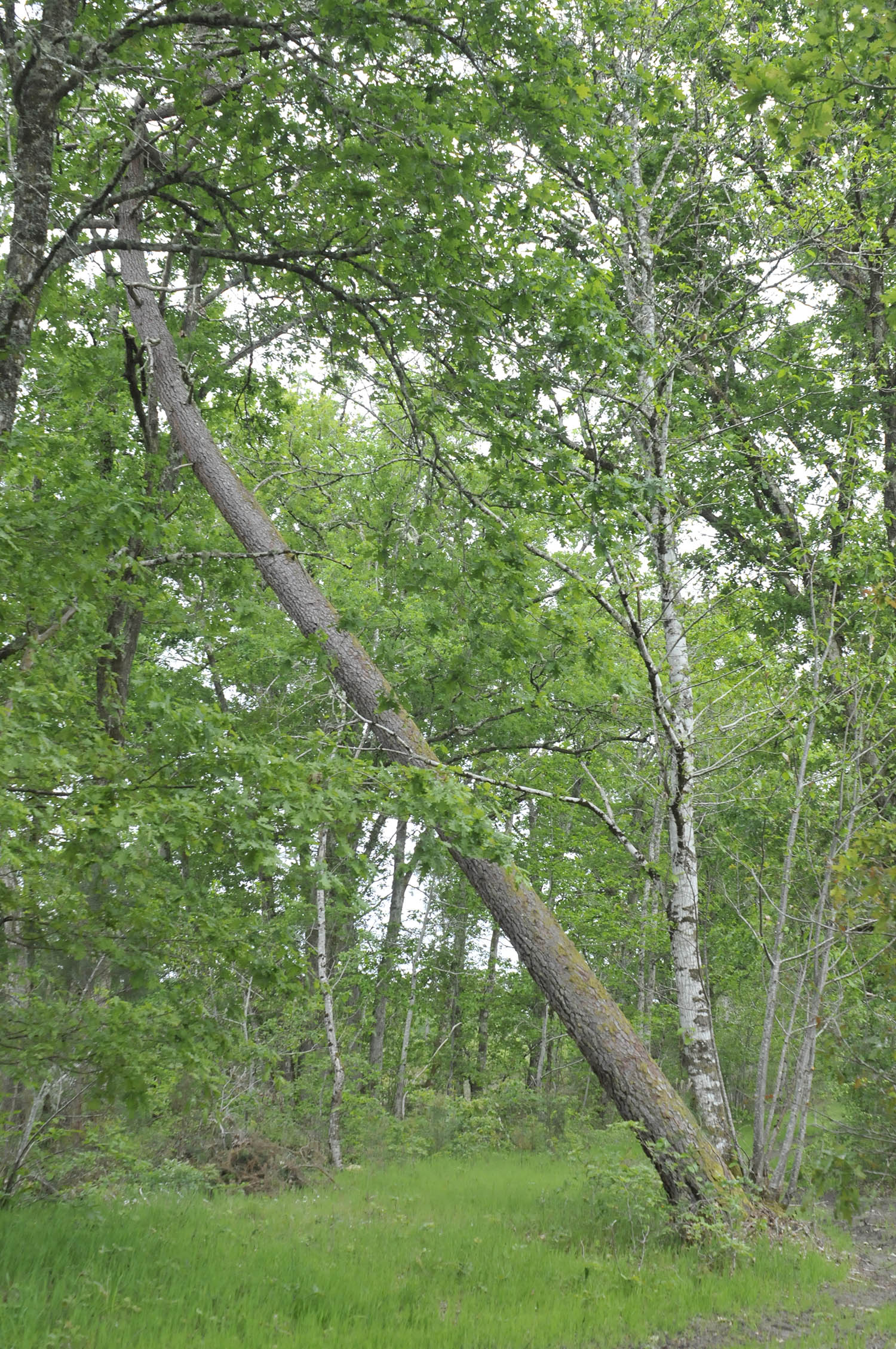 Pour une forêt diversifiée