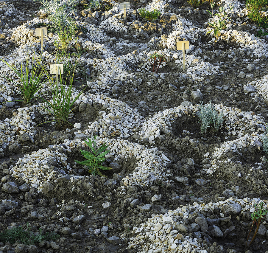 Un jardin méditerranéen économe en eau