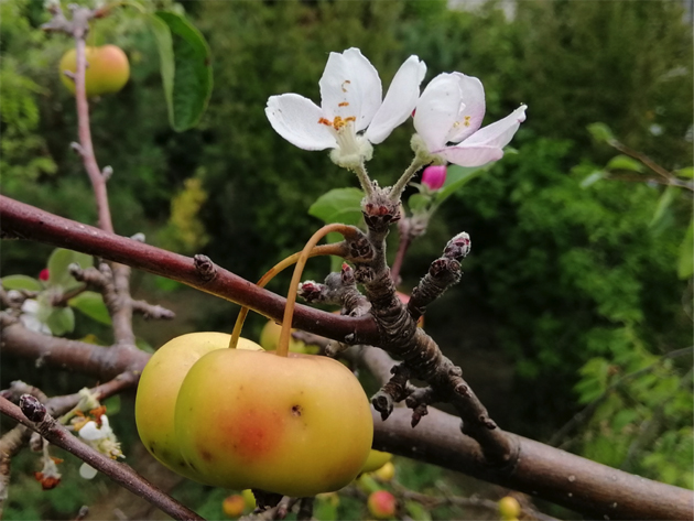 Quels arbres ? Quel climat ?