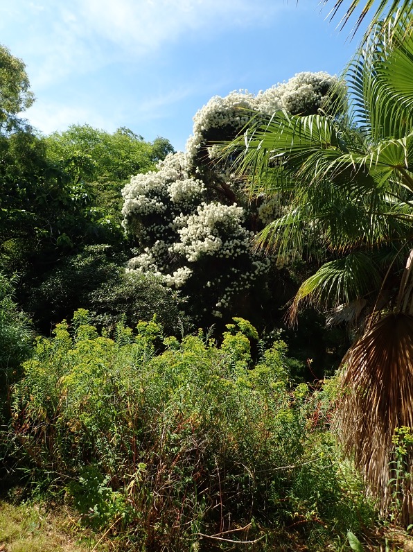 Le Jardin botanique de la Villa Thuret