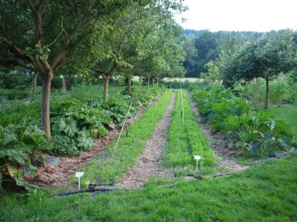 Bec Hellouin Farm. Inspired by both agroforestry and intensive organic market gardening © Sébastien Goelzer