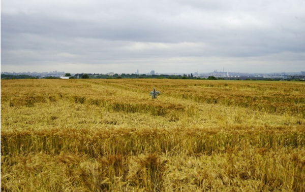 Gonesse, large wheat fields. Photo taken during an exploratory walk in 2016 organised for the summer workshops on urban agriculture and biodiversity. © Sébastien Goelzer