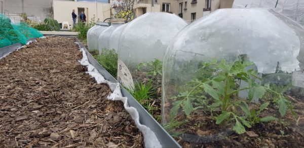 Toit du Bout du Monde. Use of warm layers, mulching and amendments based on compost, spent grain, cocoa pods, champost, crops under cloches (used keykeg)... © Sébastien Goelzer