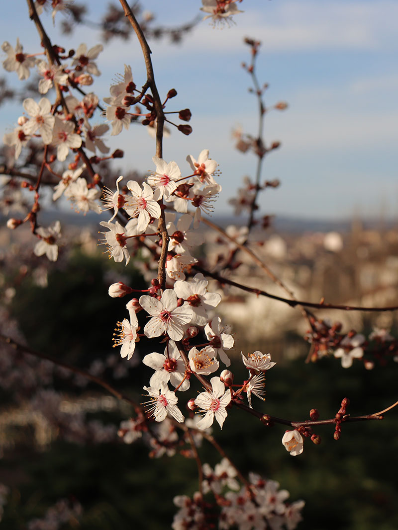 Les veilleurs de paysage