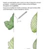 cahier Flore - Ebook – Image 5
