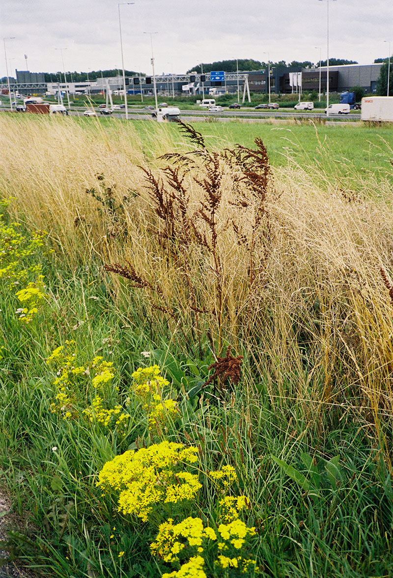 Graminées, ombéllifères, port industriel de Rotterdam, 2025, Olivia