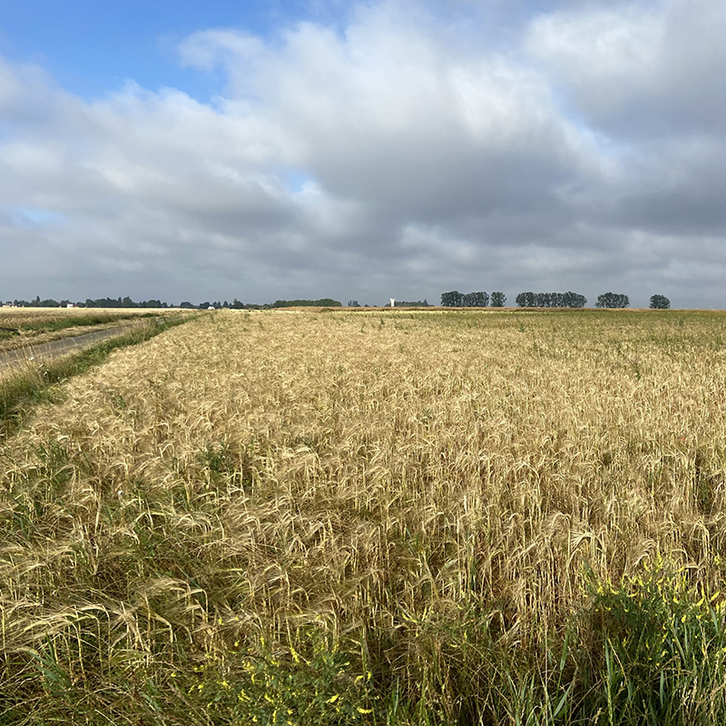 Cultiver en agriculture biologique dans l’Oise en 2026 : une utopie ?